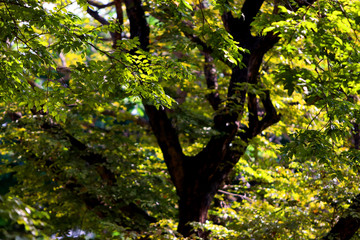 Tree leaves texture background , Tree brunch