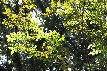 Fototapeta na wymiar Tree leaves texture background , Tree brunch