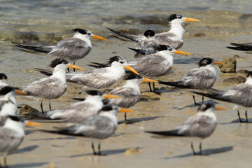 A flock of Greater crested terns resting at Busaiteen coast of Bahrain
