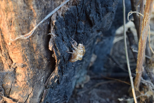 exoesqueleto chicharra