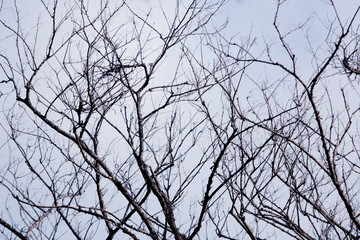 Dry tree branch on blue sky background , silhouette