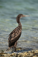 Portrait of a  Socotra cormorant at Busaiteen coast of Bahrain 