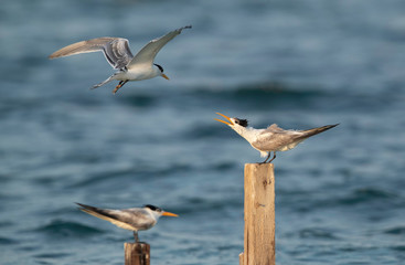 Greater crested terns trying to occupy the wooden log at Busiateen coast of Bahrain