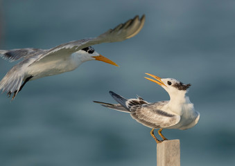 Greater crested terns trying to occupy the wooden log at Busiateen coast of Bahrain