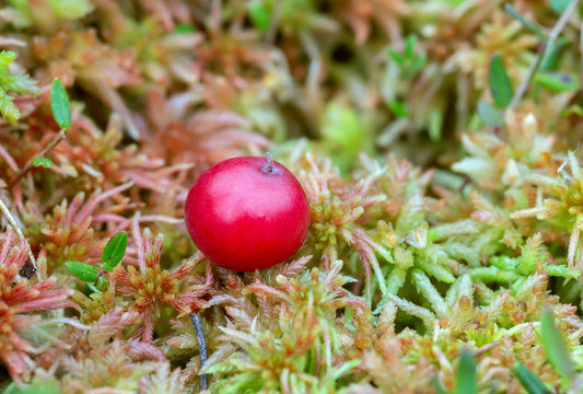 Ripe cranberry, Vaccinium oxycoccos on bog moss