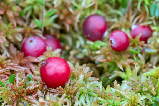 Ripe cranberries, Vaccinium oxycoccos on bog moss