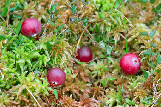 Ripe cranberries, Vaccinium oxycoccos on bog moss