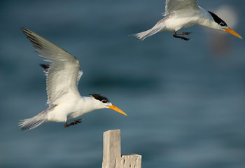 Greater crested terns trying to occupy the wooden log at Busiateen coast of Bahrain