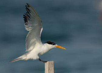 Greater crested terns trying to occupy the wooden log at Busiateen coast of Bahrain