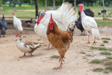 Domestic turkeys and rooster outdoors in coexistence. Colombia