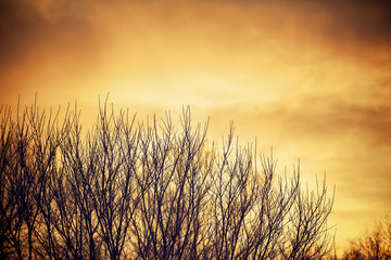 Fototapeta premium WInter Tree tops against an orange sky