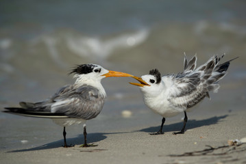 Greater crested tern chick demanding food, Bahrain 