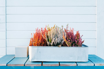 Calluna flowers blooming in silver metal planter on blue wood table outside