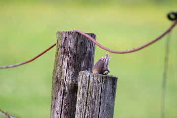 Vogel sucht im Futter