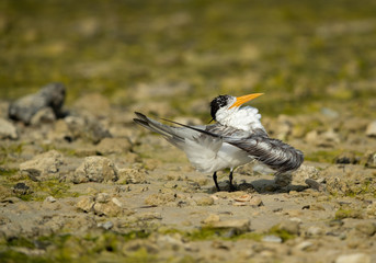 Greater crested tern preening at Busaiteen coast of Bahrain