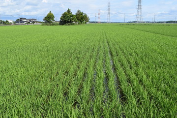 Obraz premium 初夏の水田