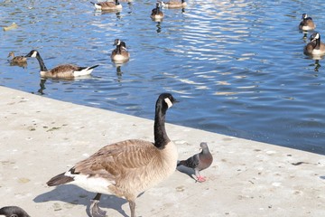 Goose and Pigeon talk