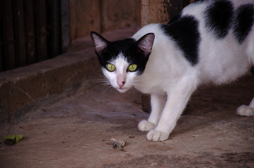Portrait of black and white stray Thai cat, Relax Thai cat  