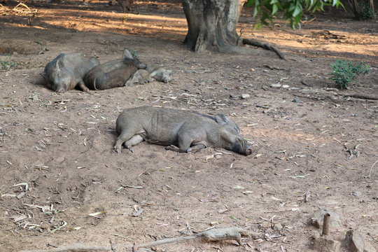 Wild Boar (Sus scrofa) sleeping in the wilderness - Image