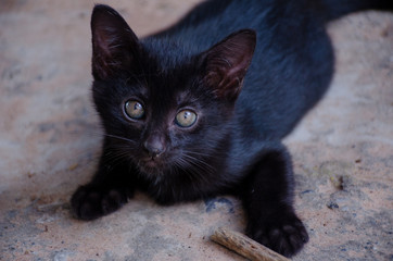 Funny white and black Thai cat, portrait of Thai cat
