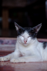 Portrait of black and white stray Thai cat, Relax Thai cat  
