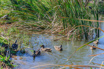 Wild ducks on the lake overgrown with reeds.