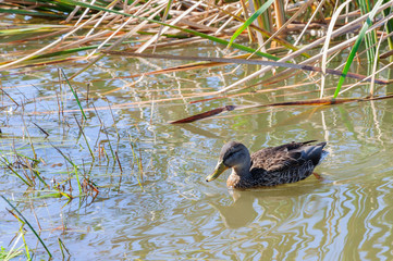 Wild ducks on the lake overgrown with reeds.