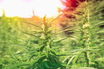 Marijuana plants - cannabis farm field