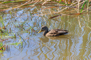 Wild ducks on the lake overgrown with reeds.