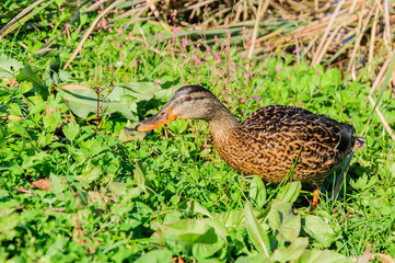 Wild ducks on the lake overgrown with reeds.