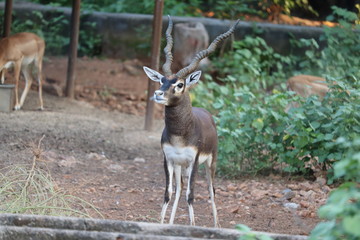 .Male Black Buck, Antelope cervicapra.(Indian Antelope)