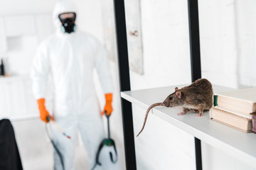 selective focus of rat on rack near exterminator - obrazy, fototapety, plakaty