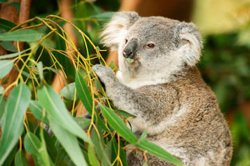 Cute Australian koala joey resting in a eucalyptus tree.