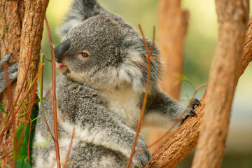 Cute Australian koala joey resting in a eucalyptus tree.