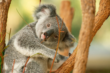 Cute Australian koala joey resting in a eucalyptus tree.