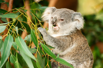 Cute Australian koala joey resting in a eucalyptus tree.