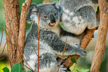 Cute Australian koala joey resting in a eucalyptus tree.