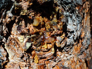 pine bark with protruding resin