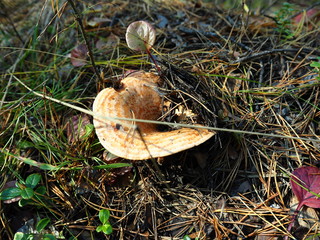 mushroom ginger under the leaves and needles of pine