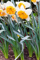 Obraz premium white and orange daffodil specimen with leavesplanted in garden