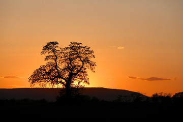 Fototapeta na wymiar Sunrise behind single tree with vista