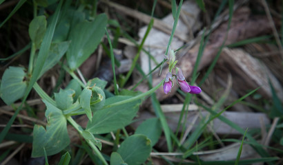Wild pea plant