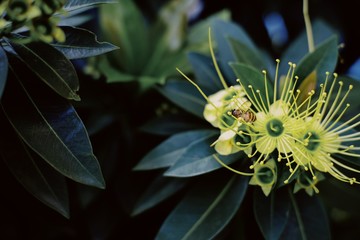 flower on black background