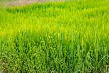 Obraz premium field of green wheat