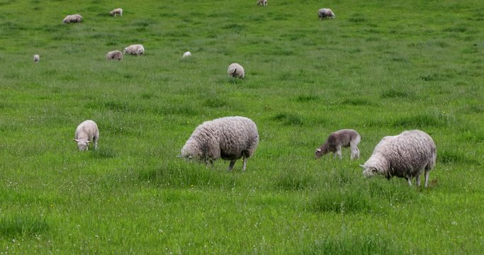 Scenic Scotland meadows with sheep in traditional landscape. 
