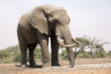 Fototapeta na wymiar Elephants (Loxodonta africana) in Kenya Africa 