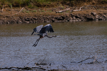 Great Blue Heron taking off from lake