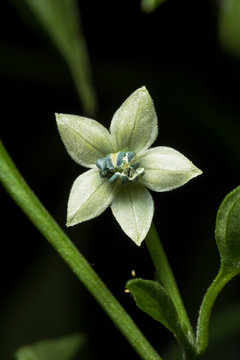Chiltepe hot pepper's flower, also known as chiltep&iacute;n or Piqu&iacute;n (Capsicum Annum)