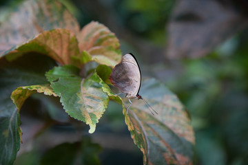 Leaf with butterfly