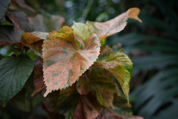 Varigated leaf